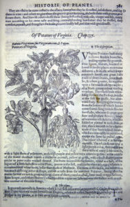 The Herball or Generall Historie of Plantes (1597) p781